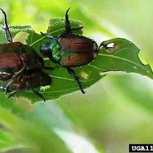 thumbnail for publication: Japanese Beetle, Popillia japonica Newman (Insecta: Coleoptera: Scarabaeidae)